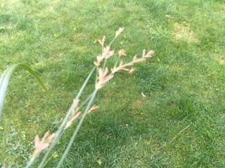 Cyperus longus (door Jan Klooster)