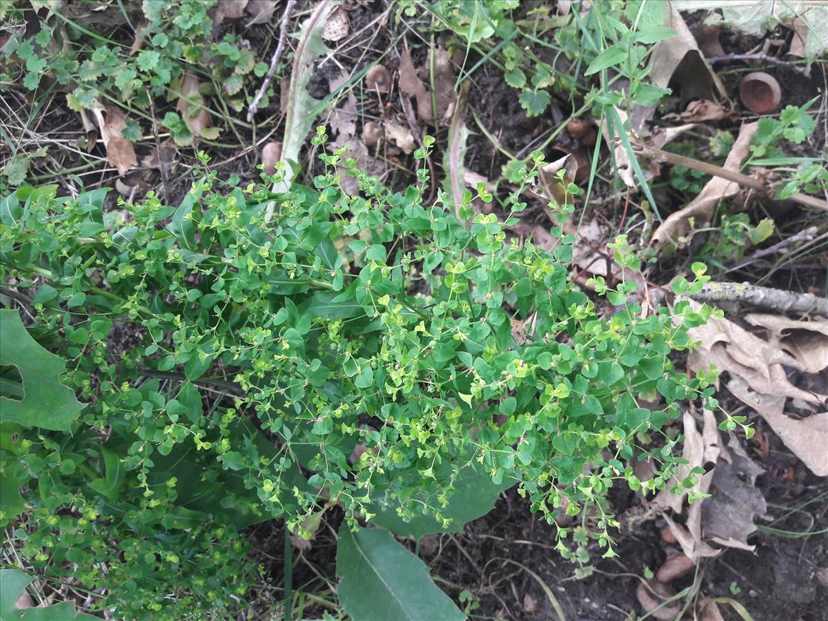 Euphorbia stricta (door Paul Gelderloos)