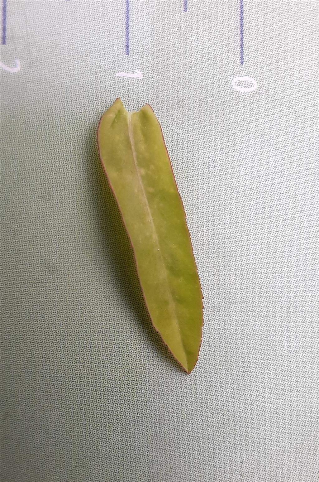 Lepidium densiflorum (door Willie Riemsma)