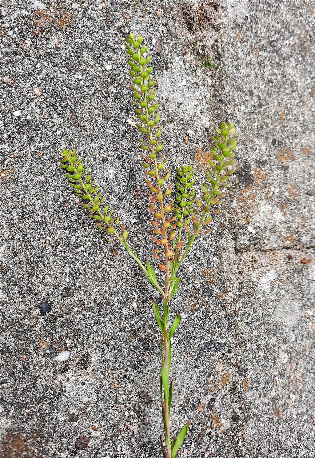 Lepidium densiflorum (door Willie Riemsma)