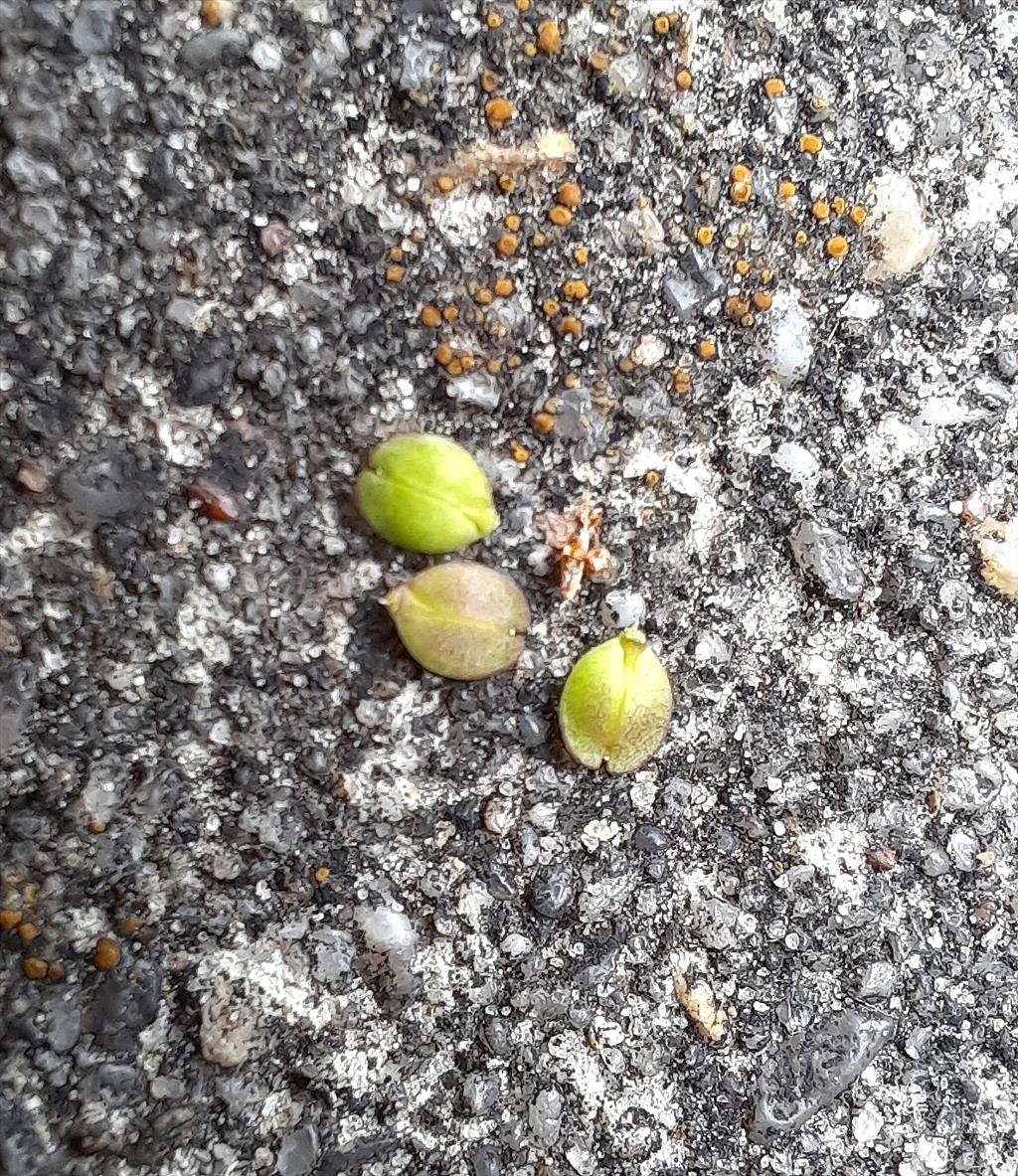 Lepidium densiflorum (door Willie Riemsma)