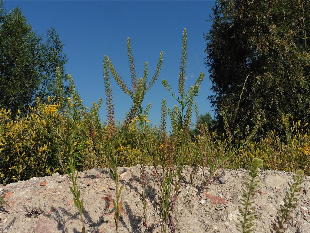 Lepidium densiflorum (door Willie Riemsma)