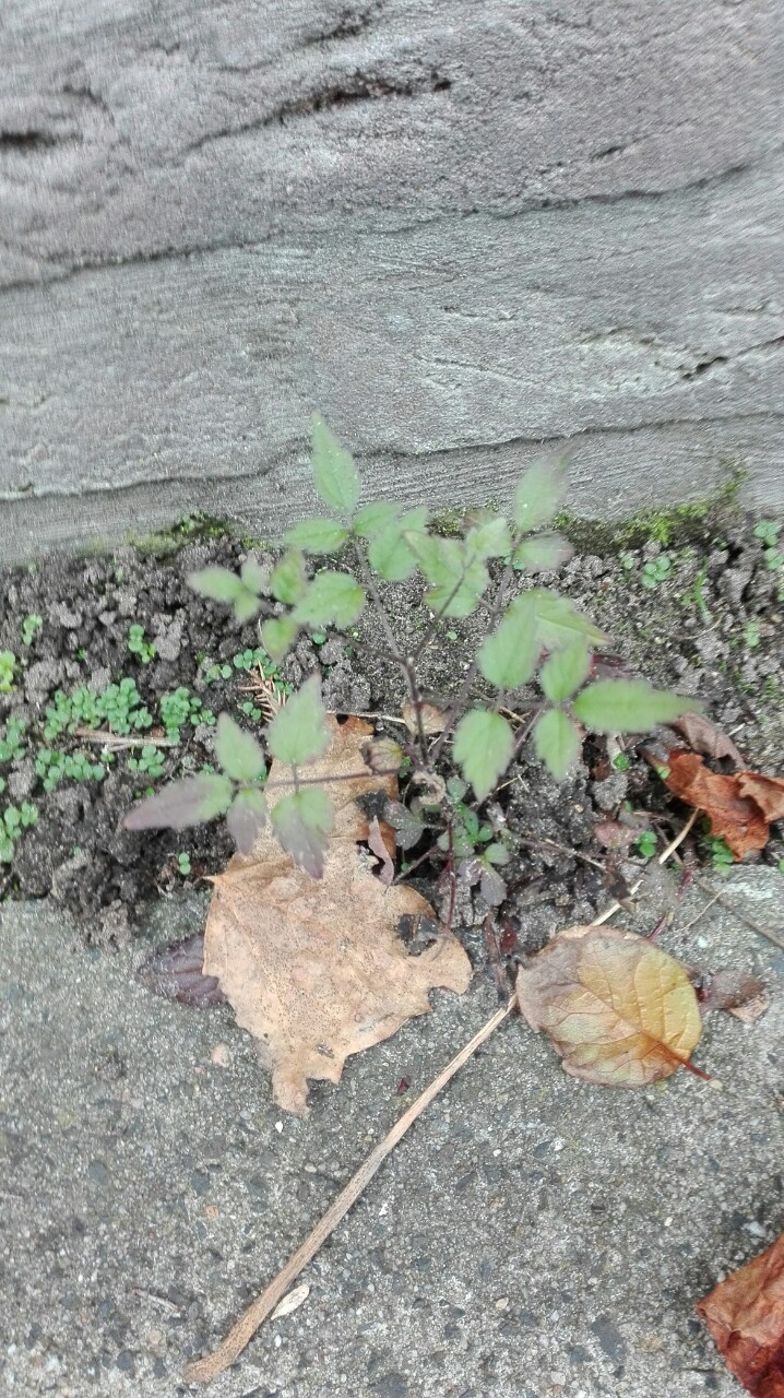 Clematis vitalba (door Niko Buiten)