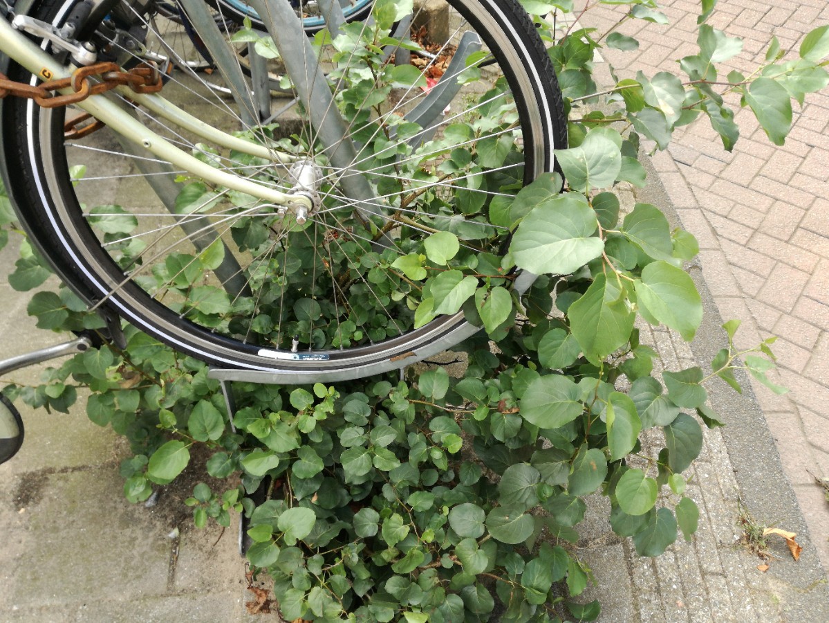 Alnus cordata (door Peter Wetzels)