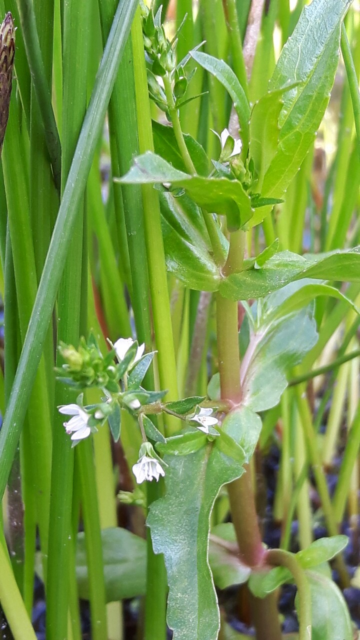 Veronica catenata (door Teddy Dolstra)