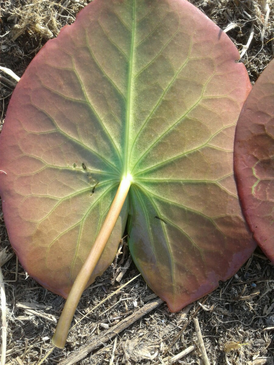 Nymphaea candida (door Edwin Dijkhuis)