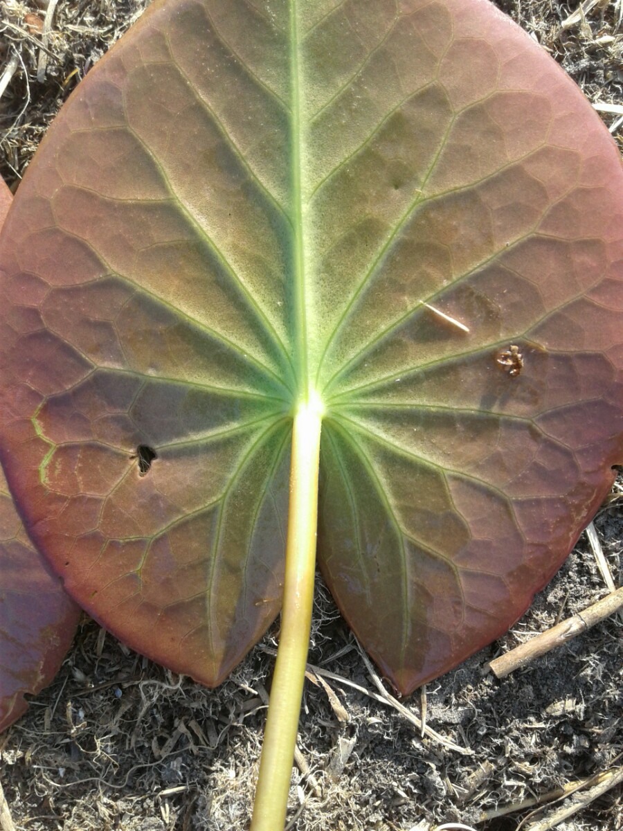 Nymphaea candida (door Edwin Dijkhuis)