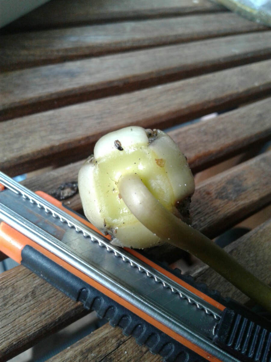 Nymphaea candida (door Edwin Dijkhuis)