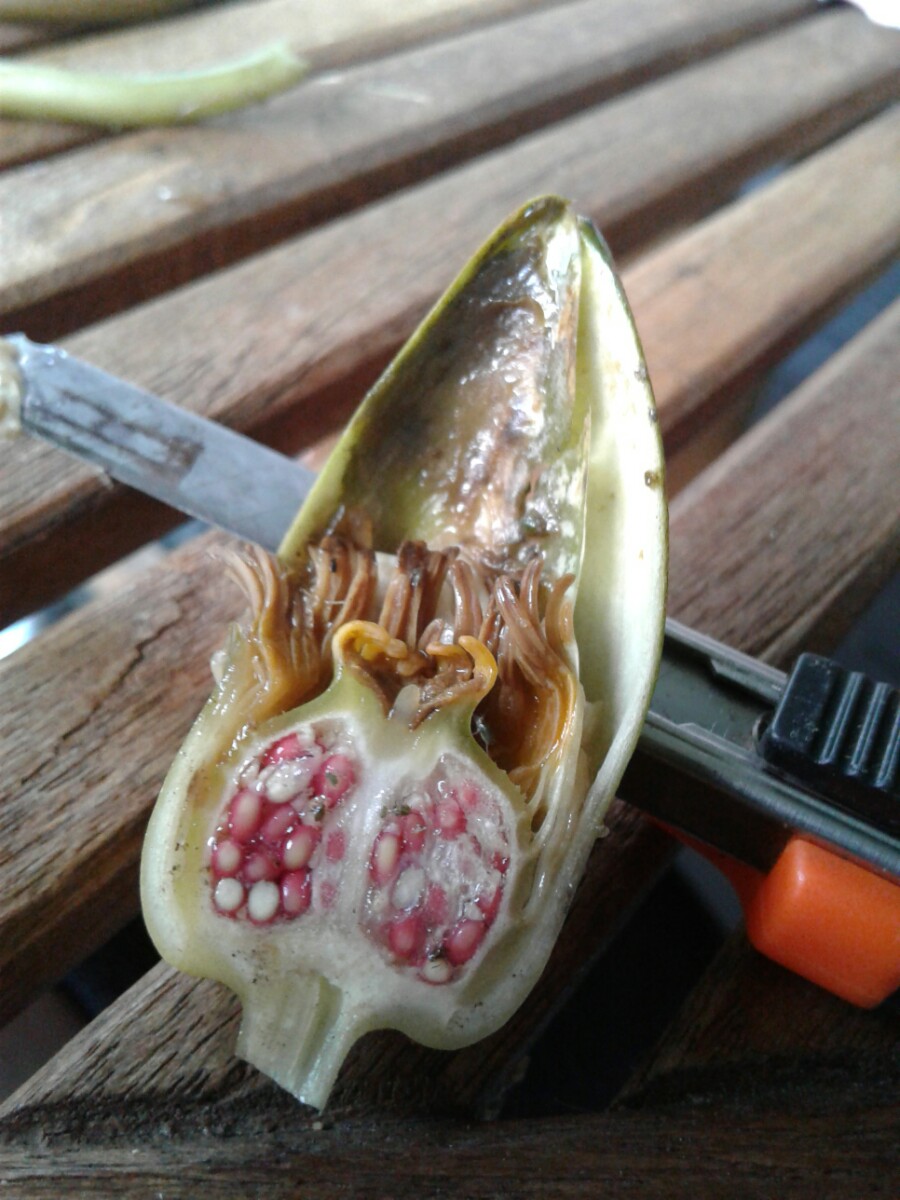 Nymphaea candida (door Edwin Dijkhuis)