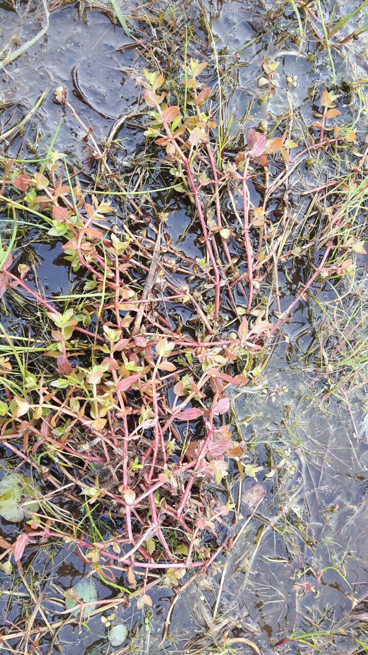 Lindernia dubia (door Els Heijman)