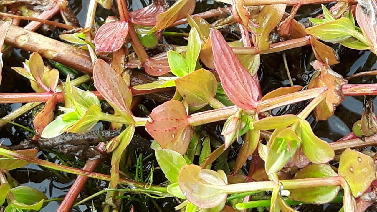 Lindernia dubia (door Els Heijman)