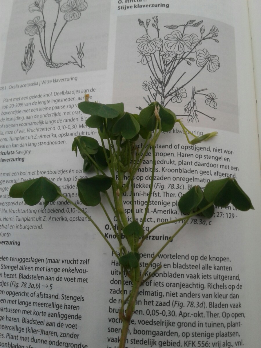 Oxalis dillenii (door Edwin Dijkhuis)