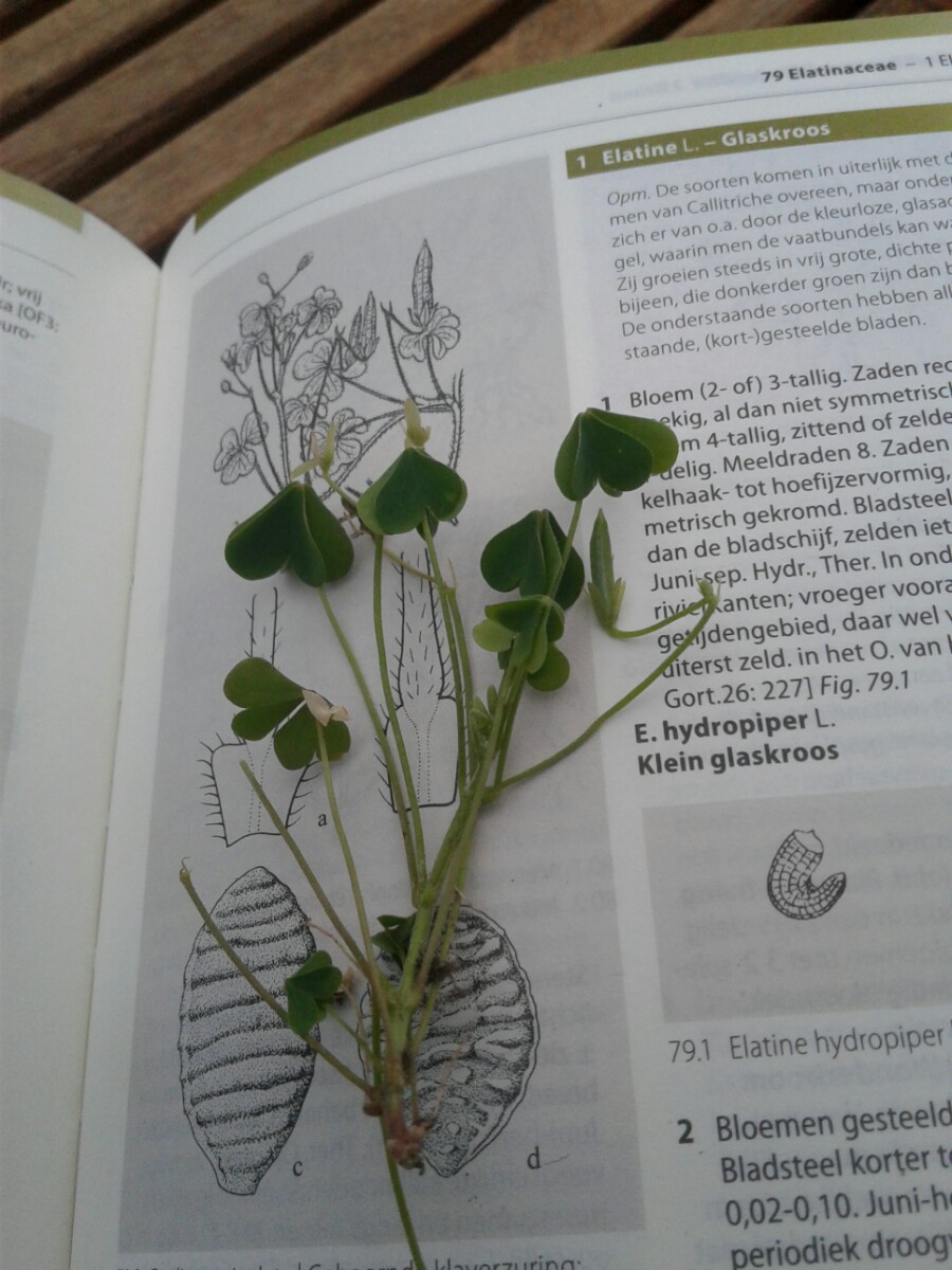 Oxalis dillenii (door Edwin Dijkhuis)