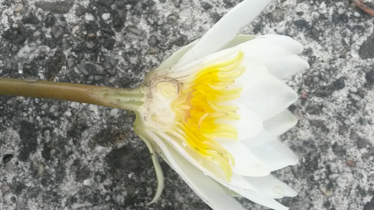 Nymphaea candida (door Rense Haveman)