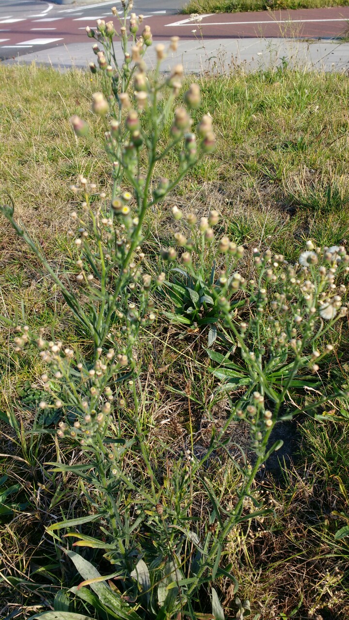 Erigeron bonariensis (door Otto Zijlstra)