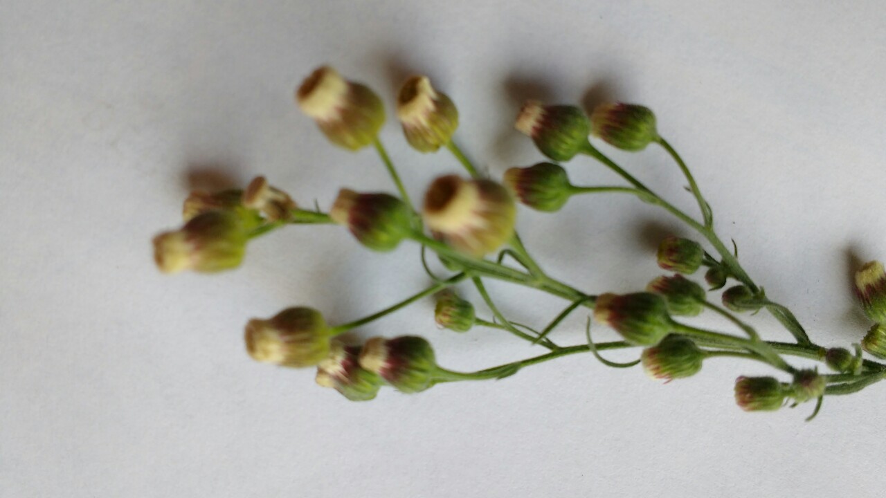 Erigeron bonariensis (door Otto Zijlstra)