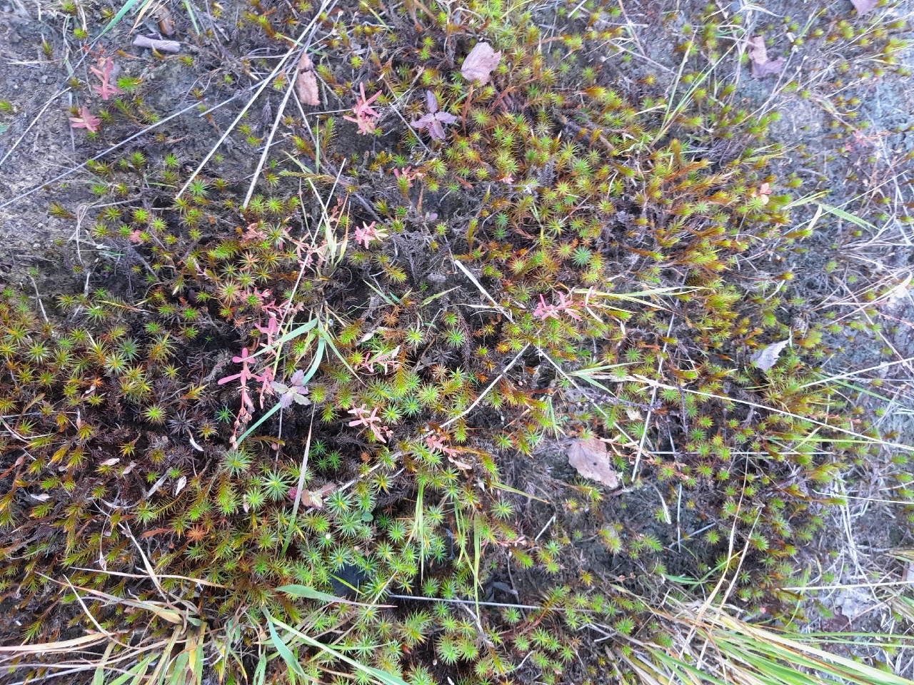 Hypericum canadense (door Alida Taylor Parkins)