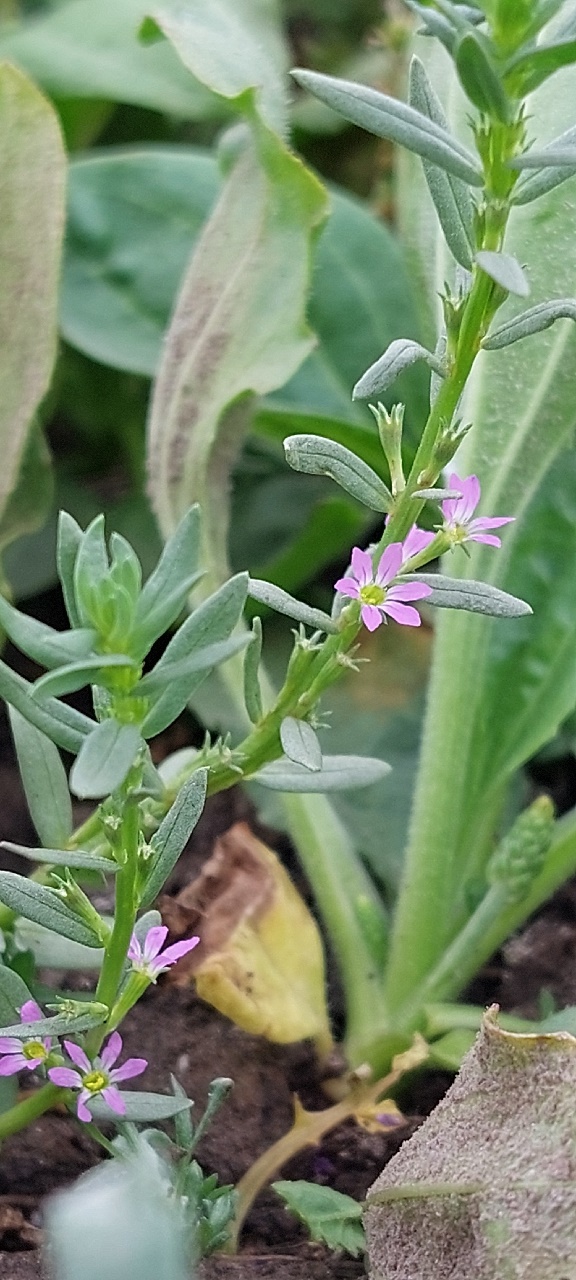 Lythrum hyssopifolia (door Els Heijman)