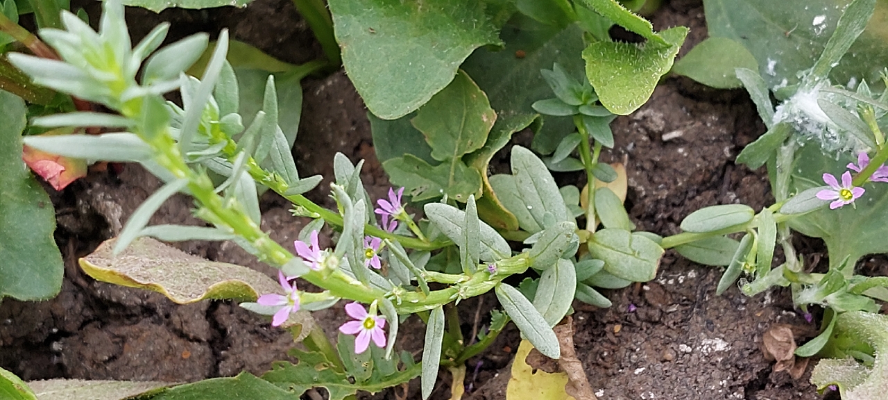 Lythrum hyssopifolia (door Els Heijman)