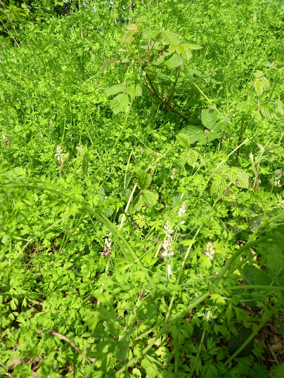 Fumaria capreolata (door Edwin Dijkhuis)