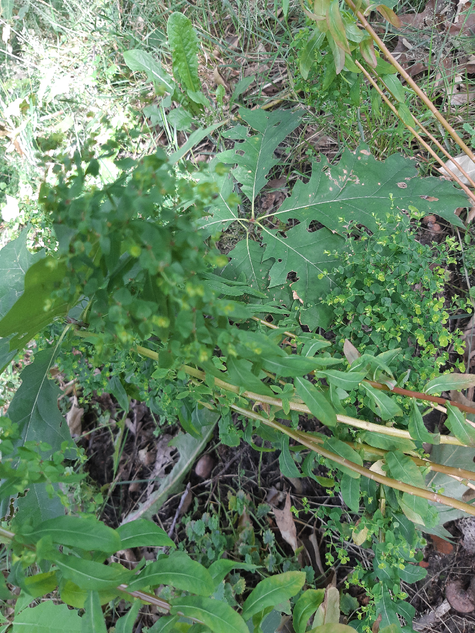 Euphorbia stricta (door Paul Gelderloos)