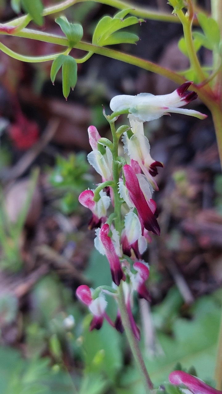 Fumaria capreolata (door Els Heijman)