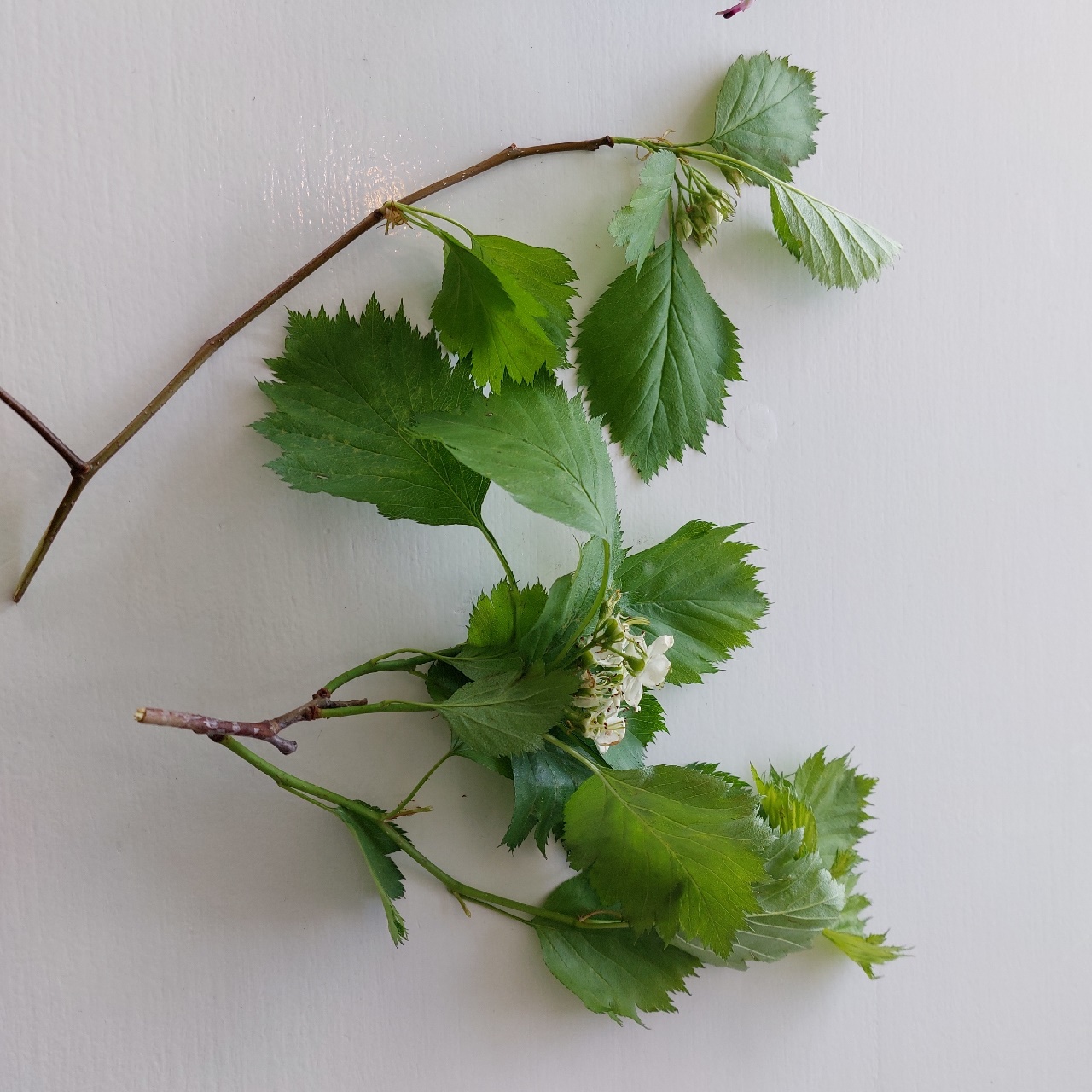 Crataegus crus-galli (door Els Heijman)