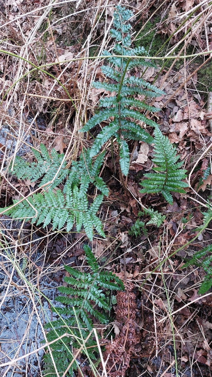 Polystichum polyblepharum (door Els Heijman)