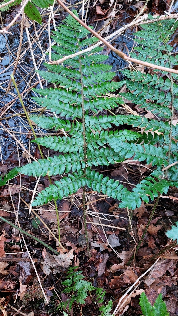 Polystichum polyblepharum (door Els Heijman)