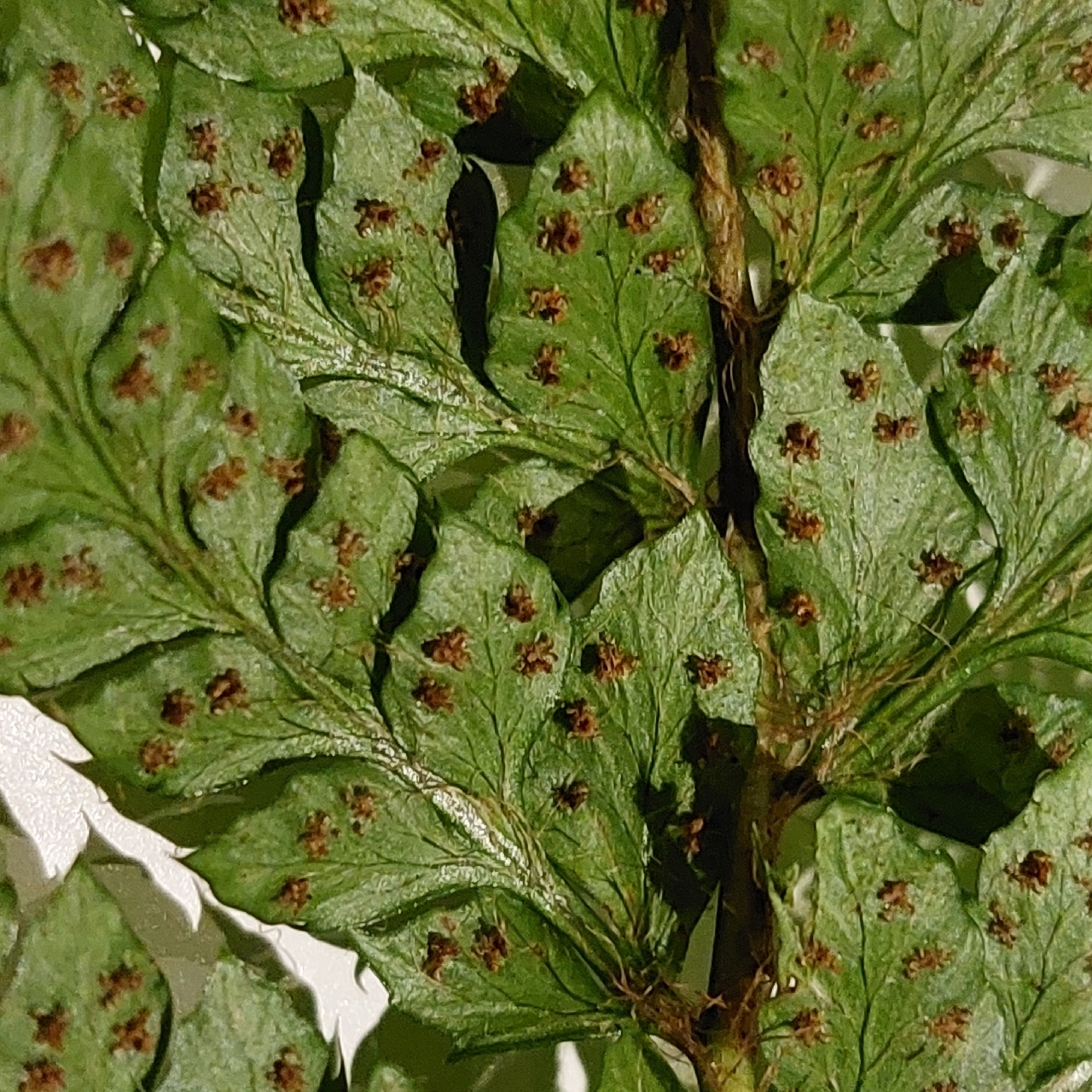Polystichum polyblepharum (door Els Heijman)