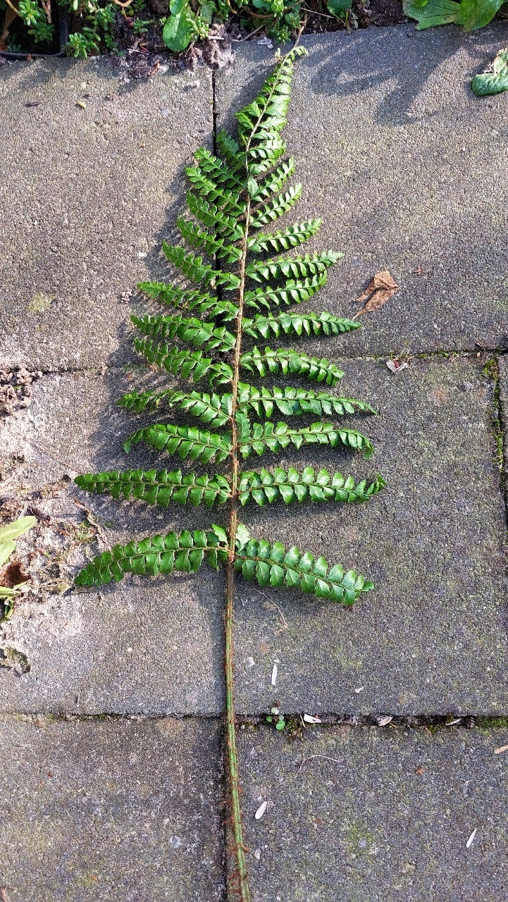 Polystichum polyblepharum (door Els Heijman)