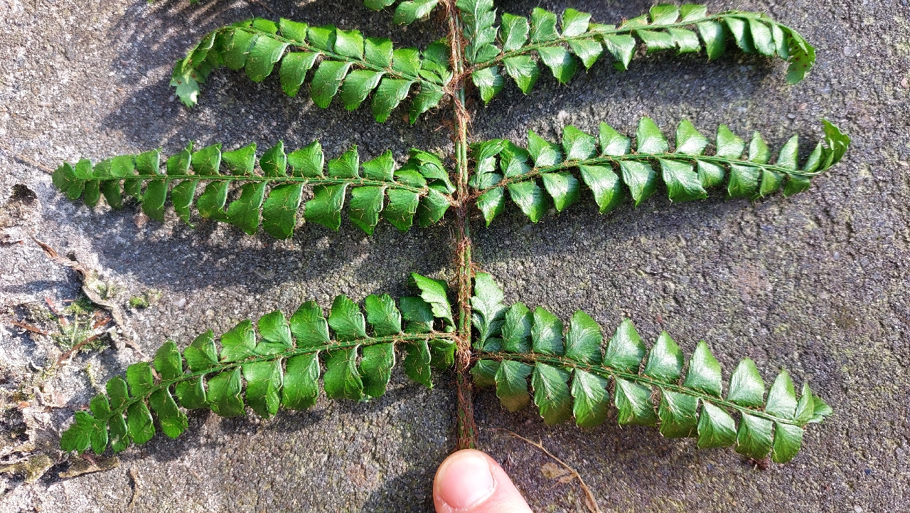Polystichum polyblepharum (door Els Heijman)