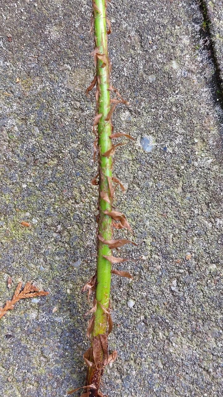 Polystichum polyblepharum (door Els Heijman)