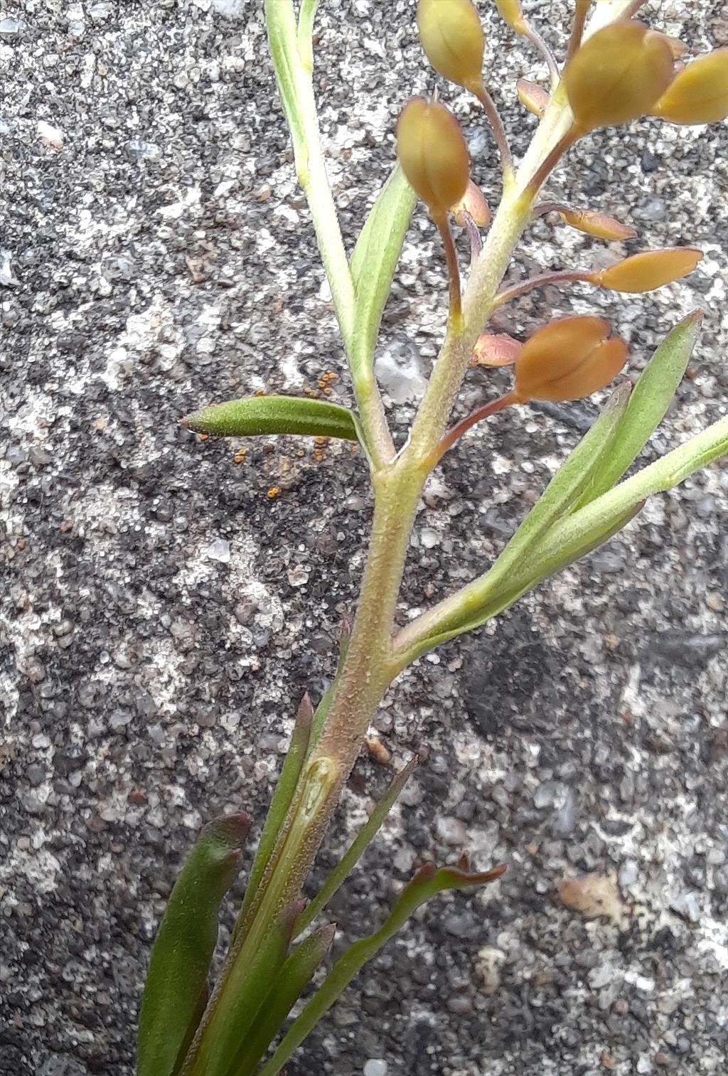 Lepidium densiflorum (door Willie Riemsma)