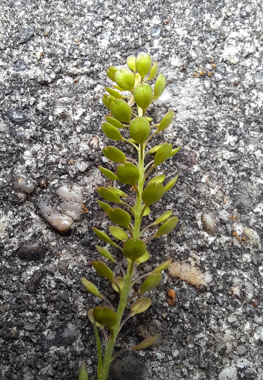 Lepidium densiflorum (door Willie Riemsma)