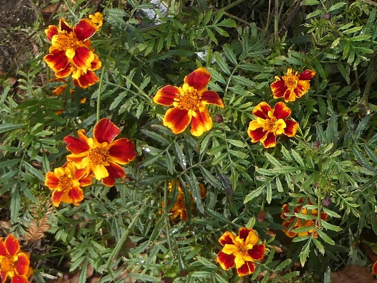 Tagetes patula (door Hanneke Waller)