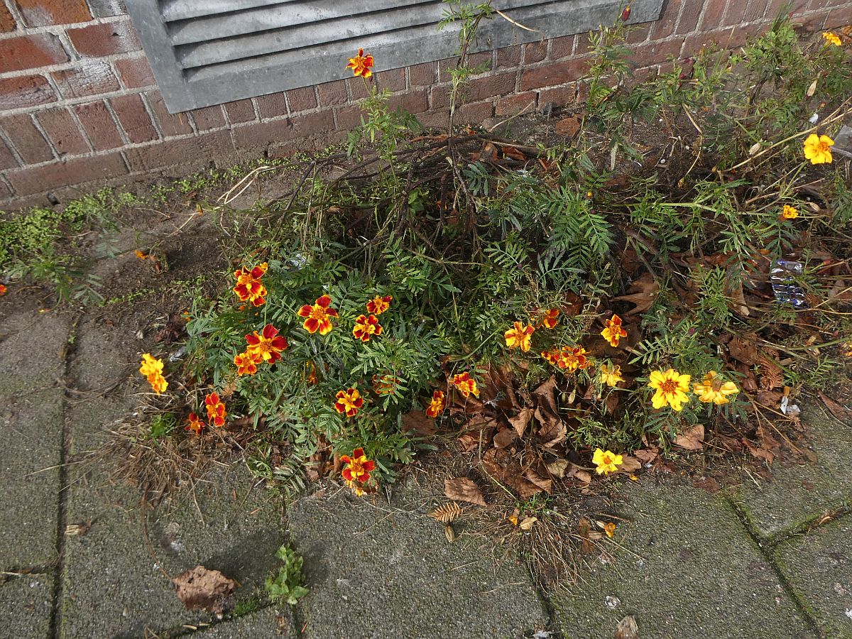 Tagetes patula (door Hanneke Waller)