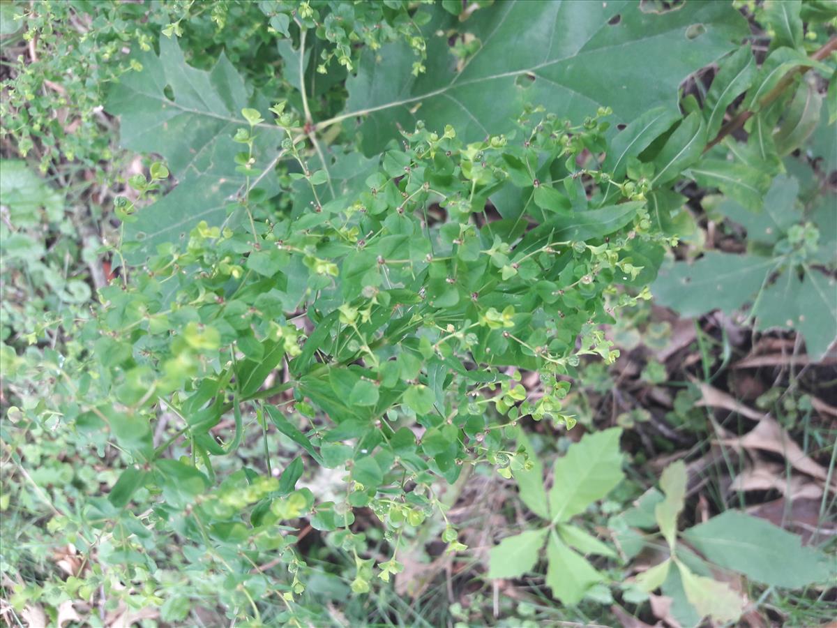 Euphorbia stricta (door Paul Gelderloos)