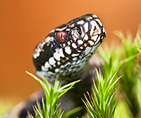 Adder / Jelger Herder