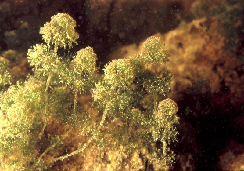 Nitella hyalina (door Harry Holsteijn)