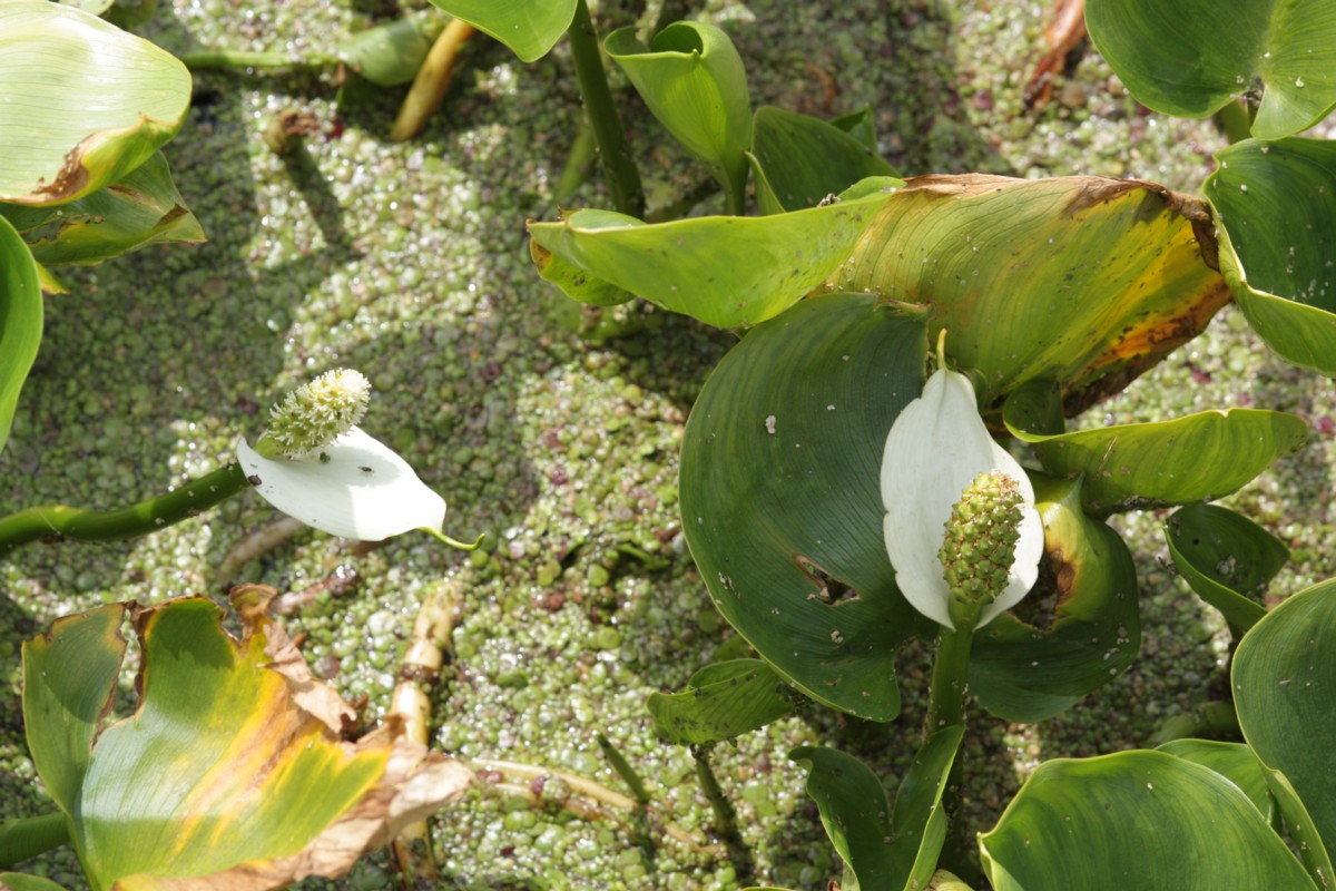 Calla palustris (door Tjerk Nawijn)