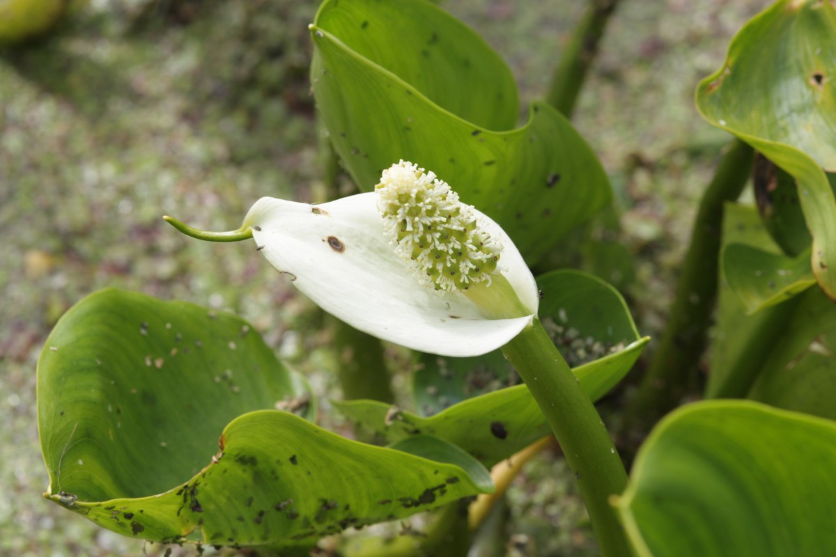 Calla palustris (door Tjerk Nawijn)