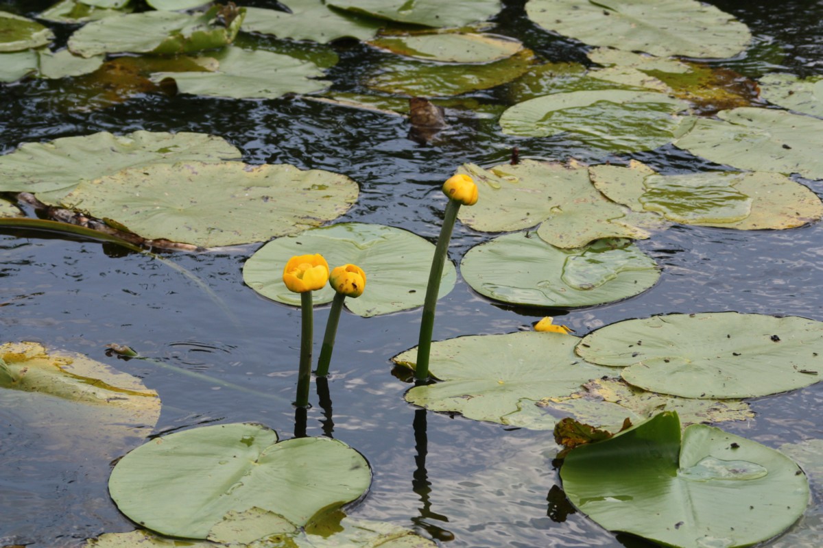 Nuphar lutea (door Tjerk Nawijn)