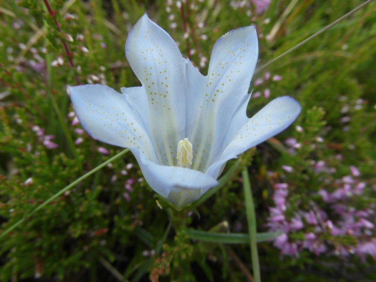 Gentiana pneumonanthe (door Tjerk Nawijn)