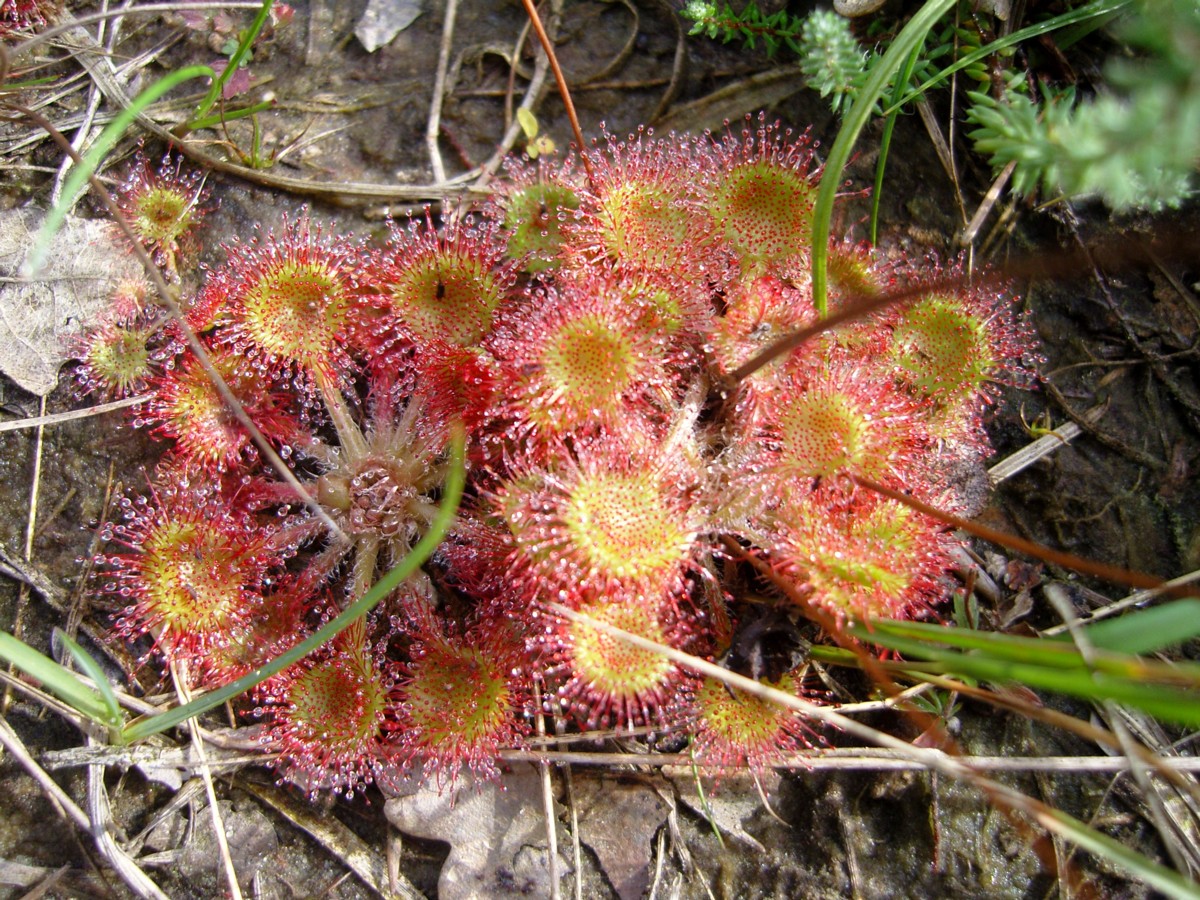 Drosera rotundifolia (door Tjerk Nawijn)