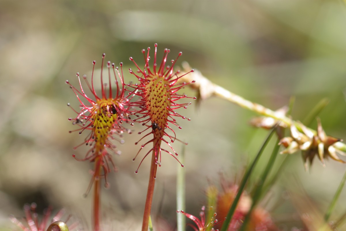 Drosera intermedia (door Tjerk Nawijn)