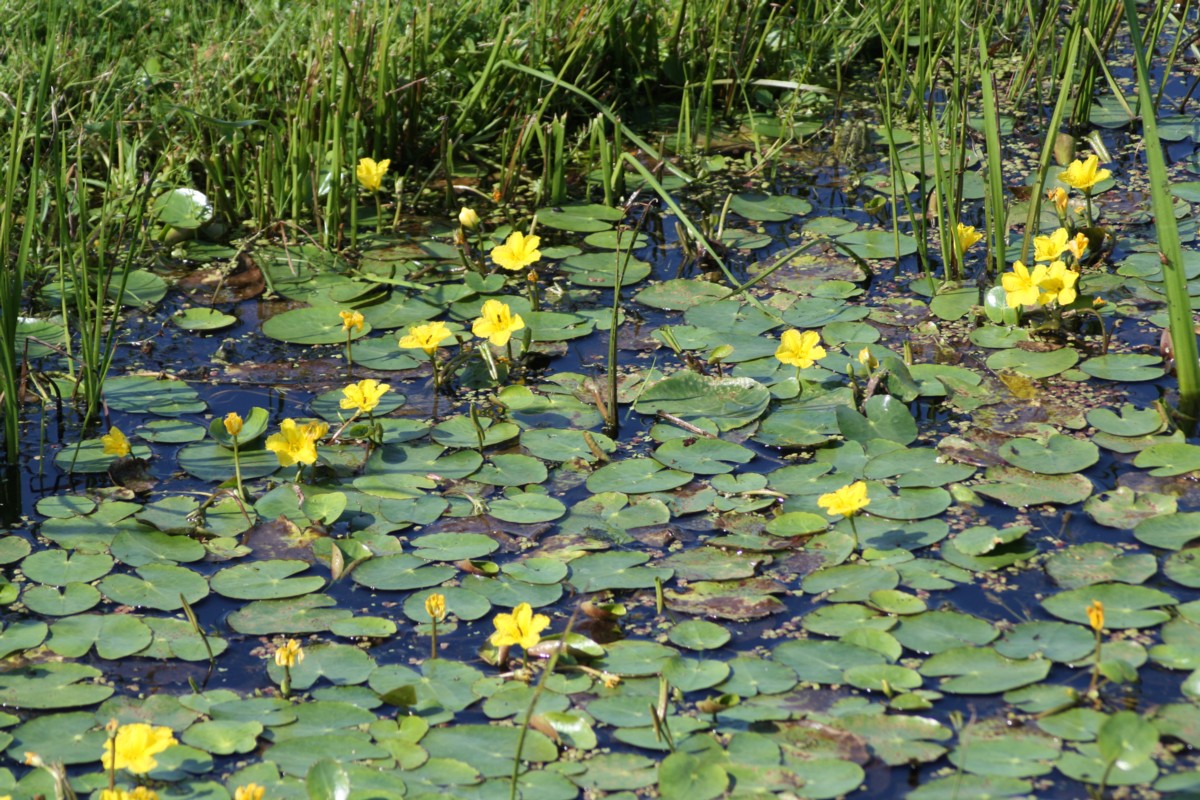 Nymphoides peltata (door Tjerk Nawijn)