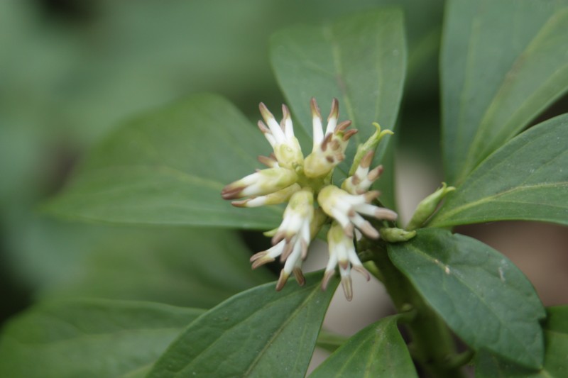 Pachysandra terminalis (door Tjerk Nawijn)