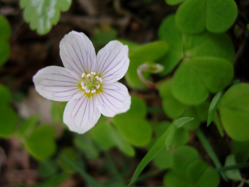 Oxalis acetosella (door Tjerk Nawijn)