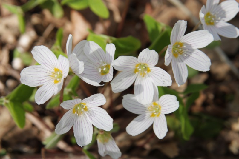 Oxalis acetosella (door Tjerk Nawijn)